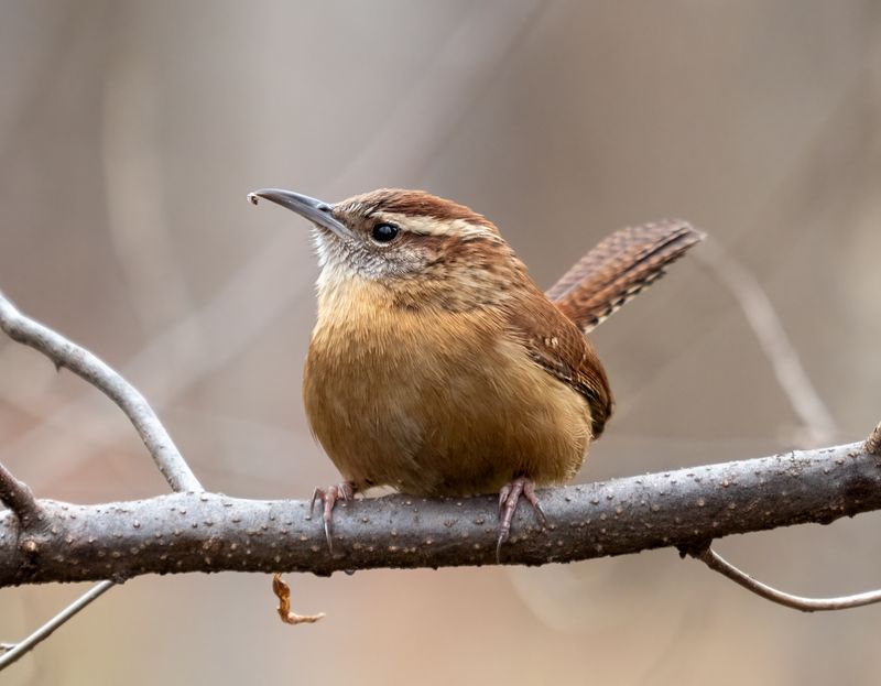 Birds connect to this habitat through a wider food web