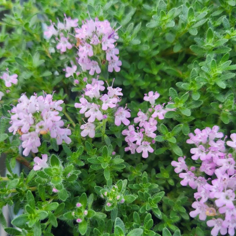 The low-growing herb behind the claim