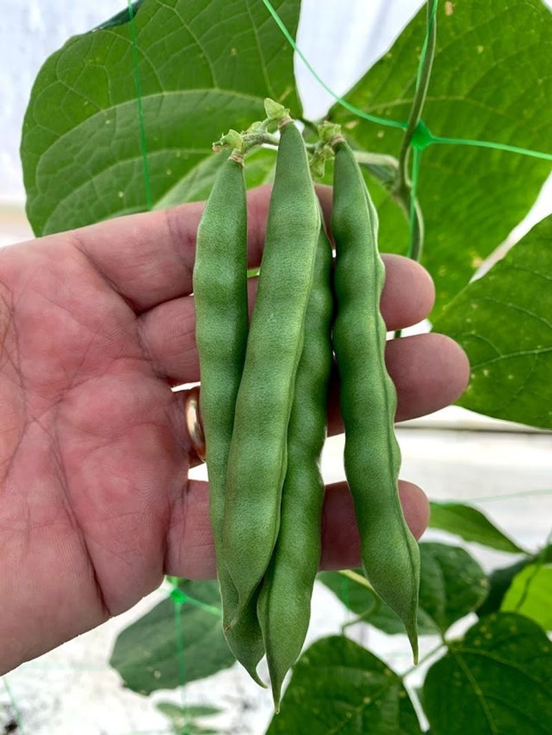 North Carolina Long Bean