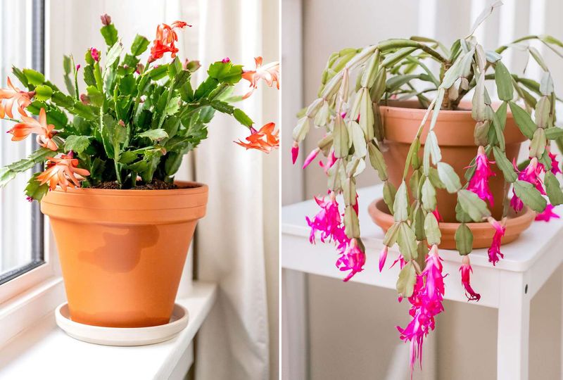 The plant labeled “Christmas cactus” may be another holiday cactus