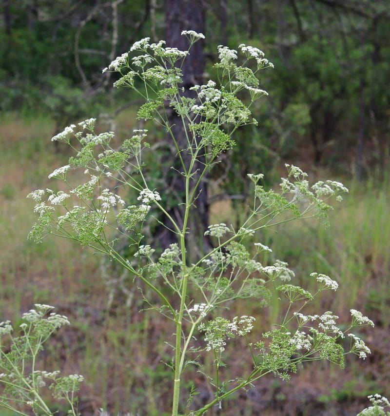 Manage volunteers and identify every plant before eating it