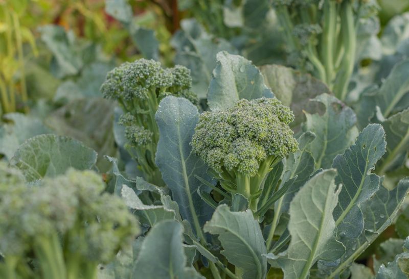 Brassicas