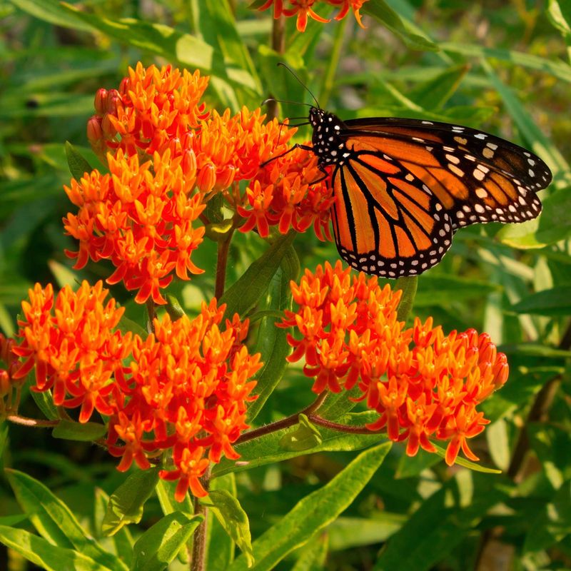 Butterfly Milkweed (Asclepias tuberosa)