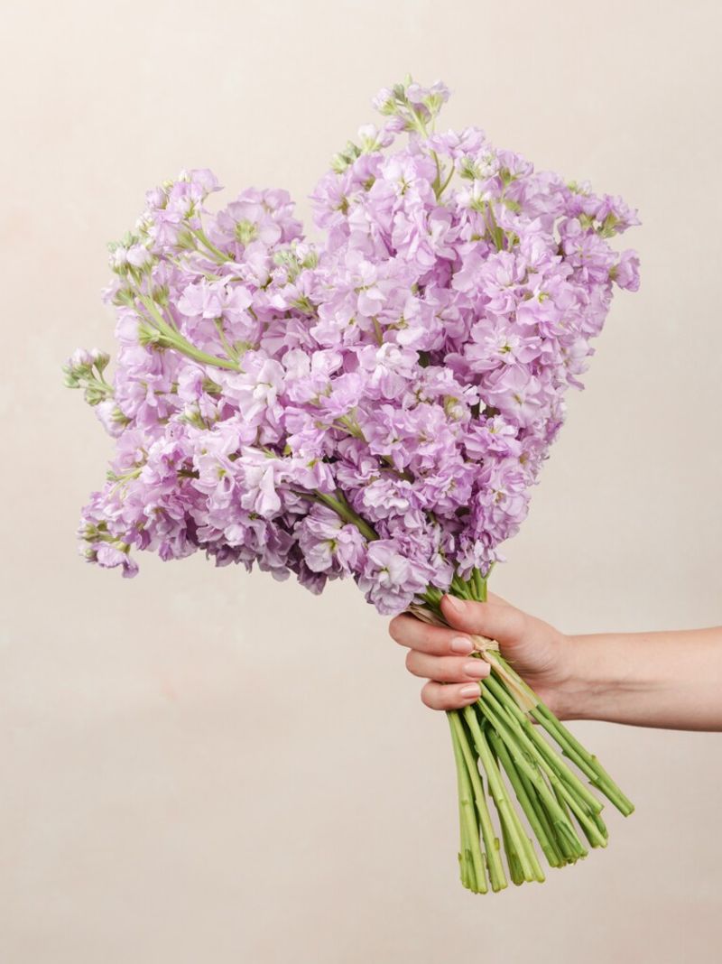 Stock Flower (Matthiola)