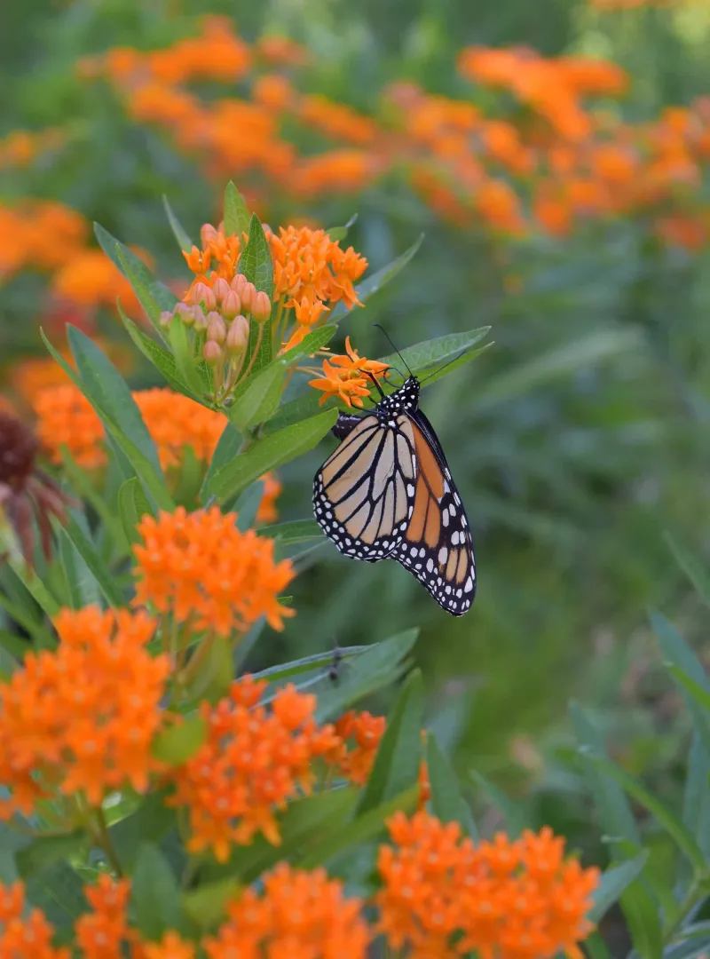 Orange Coneflower and Milkweed Duo