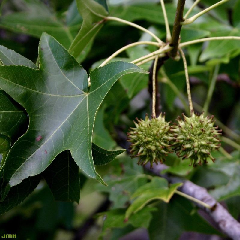 Sweetgum (Liquidambar styraciflua)