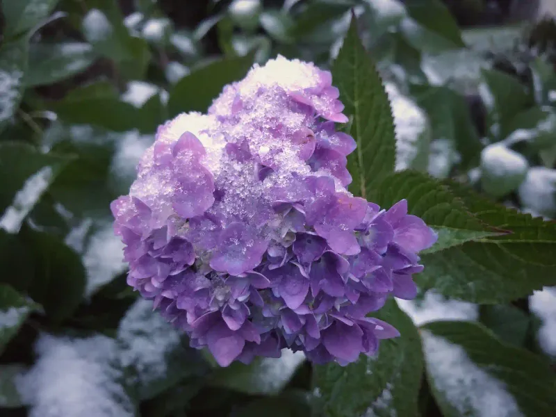 Protect Buds From Late Spring Frost