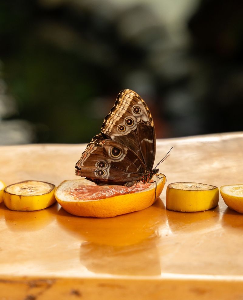 Offer Overripe Fruit as a Treat