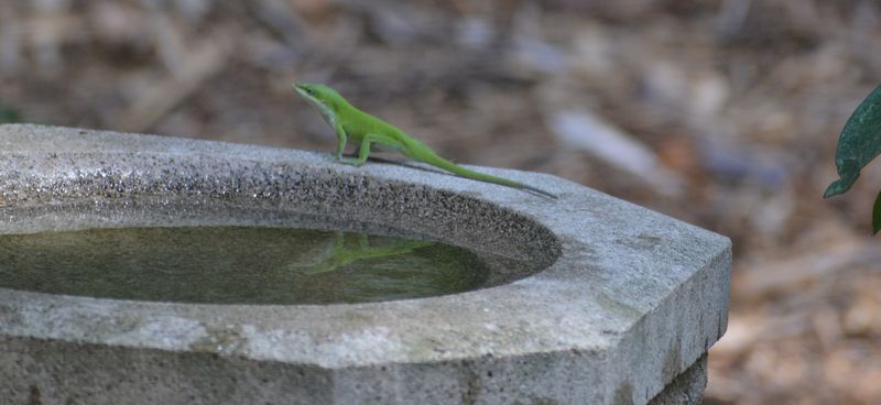 Improve Habitat Without Harming Lizards