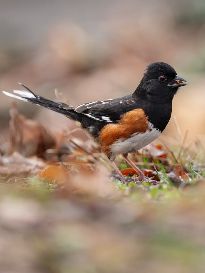 Eastern Towhee
