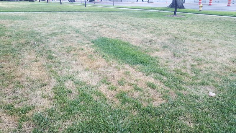 Check water, dormancy, and disease too