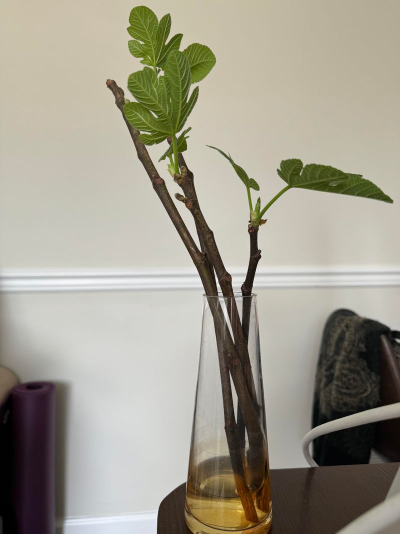 Treat water rooting as an less-established alternative