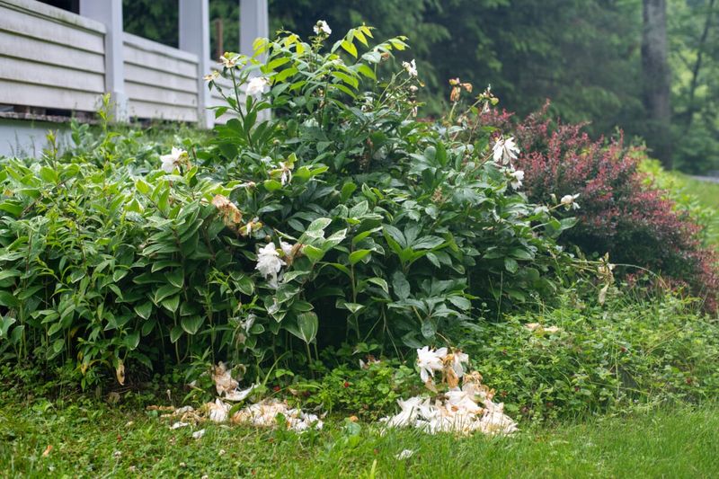 Keep healthy foliage working through summer