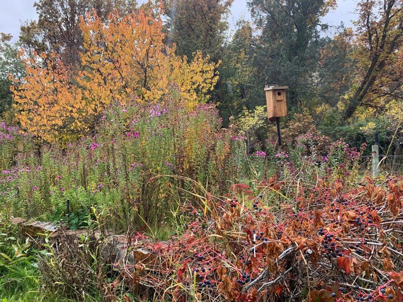 Read the Yard for Changed Habitat