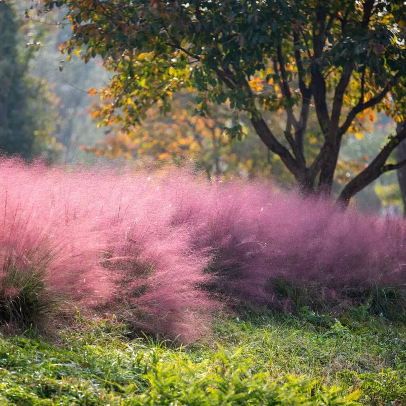 Pink Muhly Grass