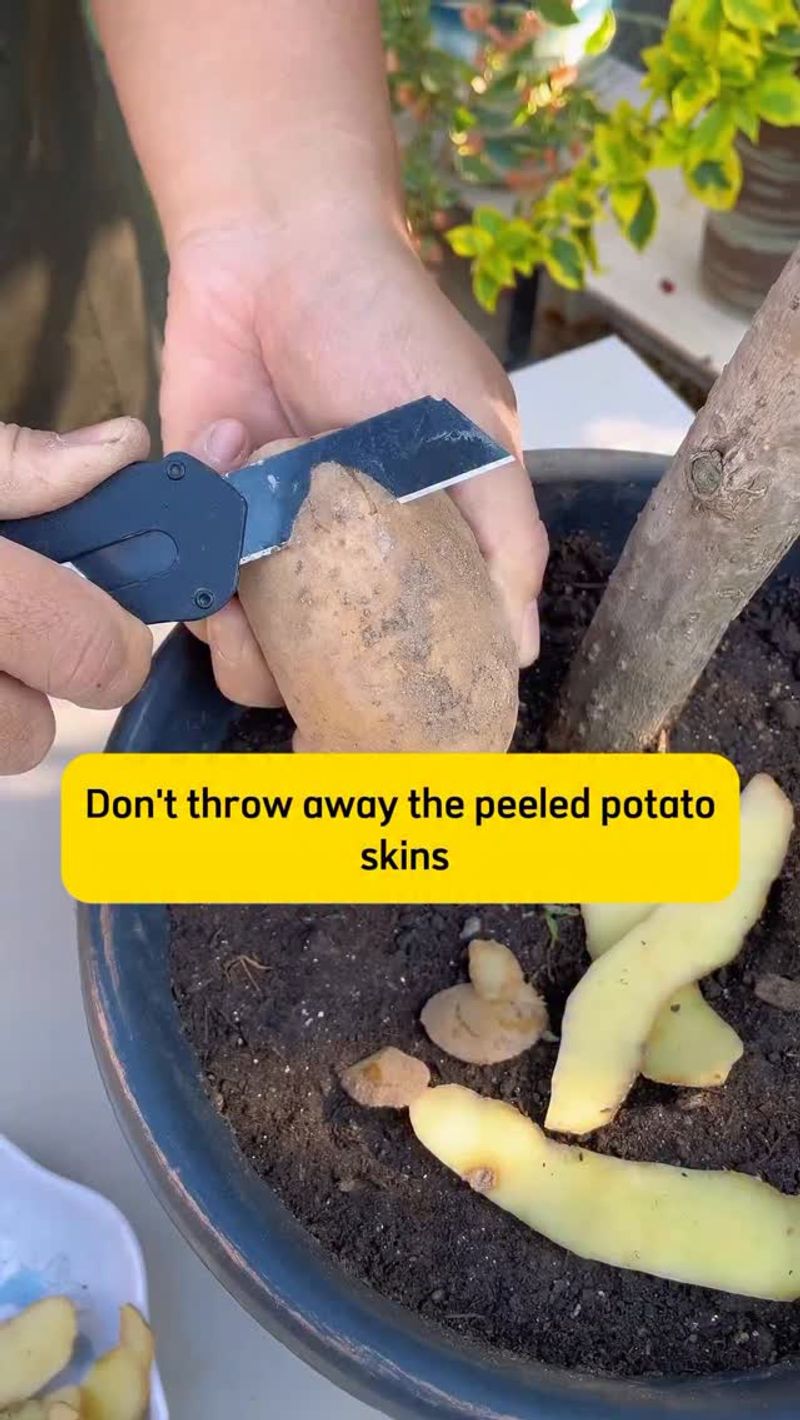 Try Potato Peel Fertilizer