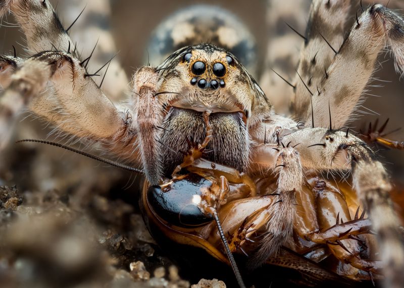 Wolf spiders can eat cockroaches—but that is not the same as control