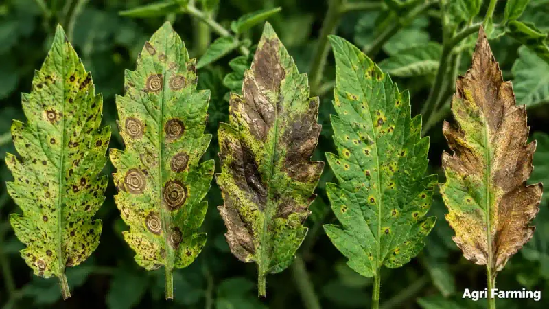Potassium Deficiency