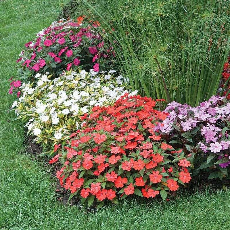 SunPatiens