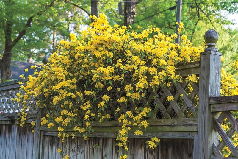 Choose Carolina jessamine for the right site, not for an absolute promise