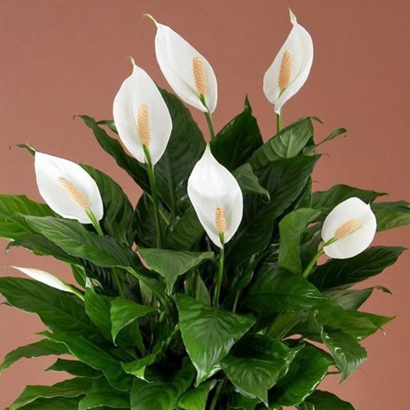 Peace Lily (Spathiphyllum)