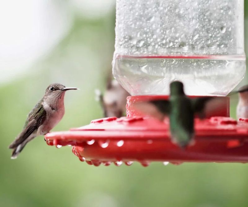 Hummingbirds can detect more than sugar water