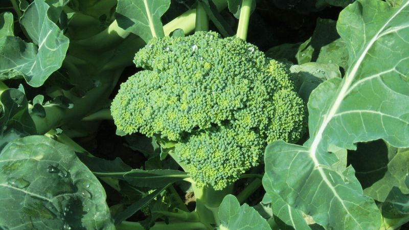 Use a steady care plan through harvest