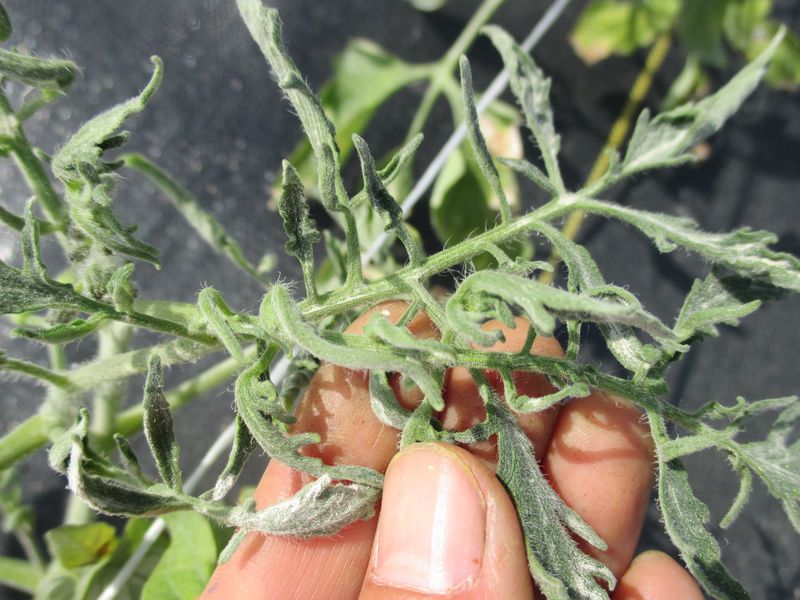 Overzealous Pruning of Suckers