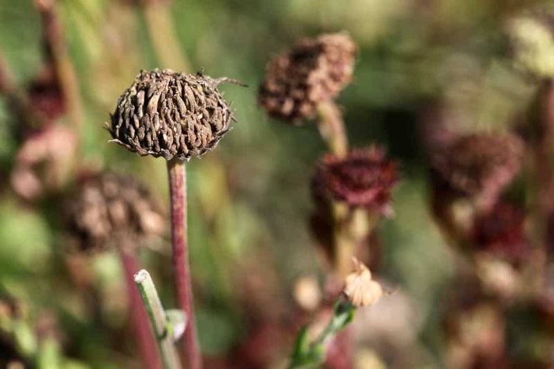 Wait for the seedheads to mature