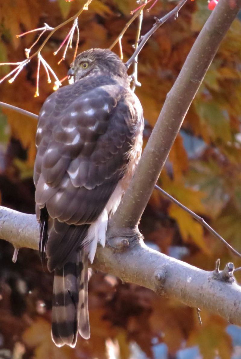 A perch is a clue, not a rodent test