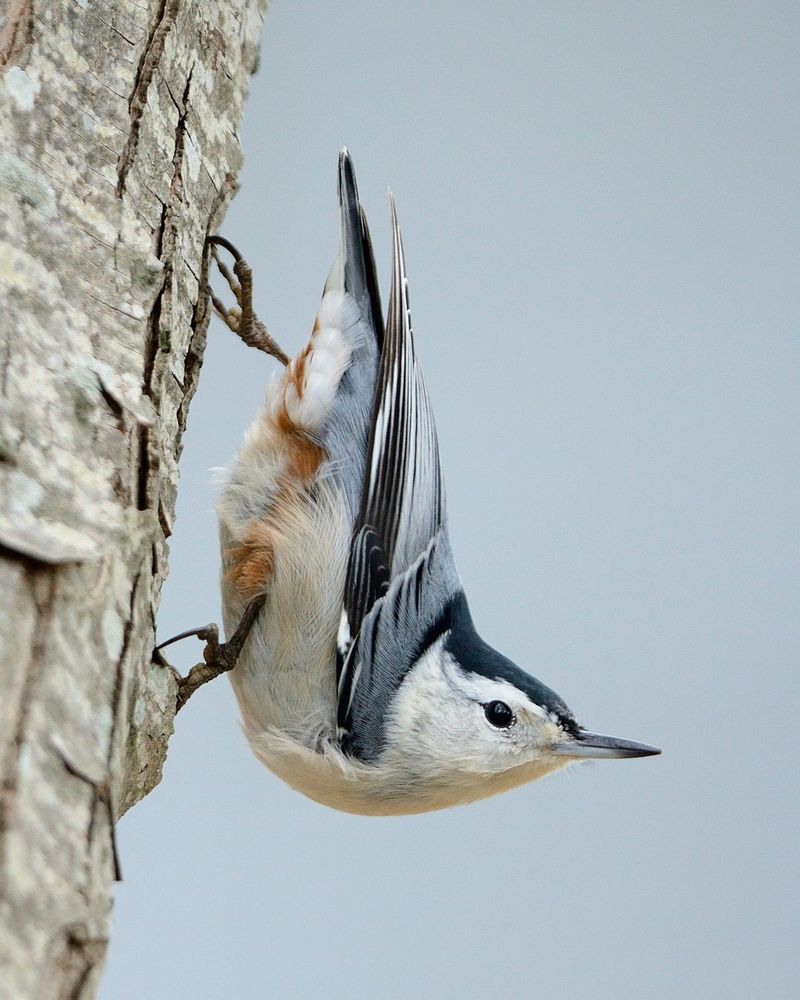 Nuthatches