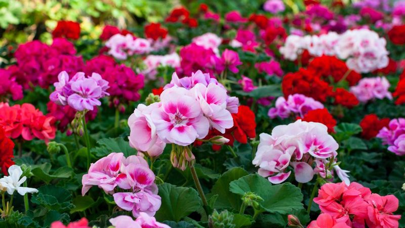 Geraniums