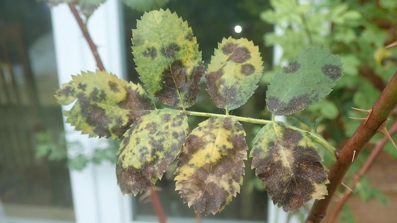 Rake Up Fallen Leaves and Debris