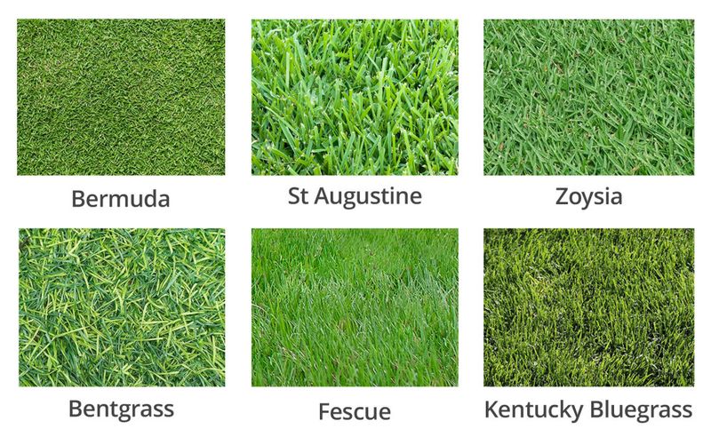 Identify the grass before choosing a fall treatment