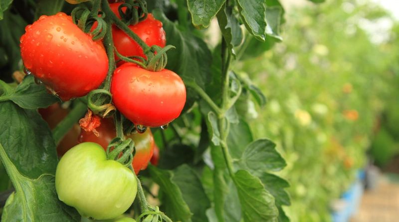 Choosing Varieties That Cannot Take Your Climate