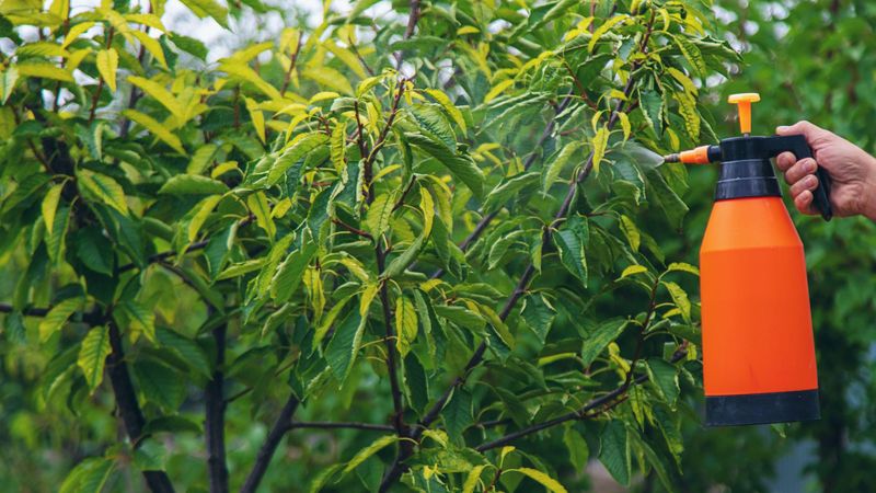 What peach care guidance can—and cannot—tell you