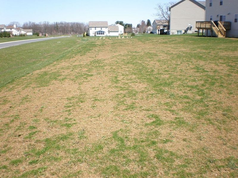 Winterkill and Dried-Out Grass