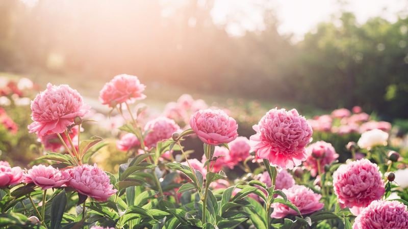 Peony