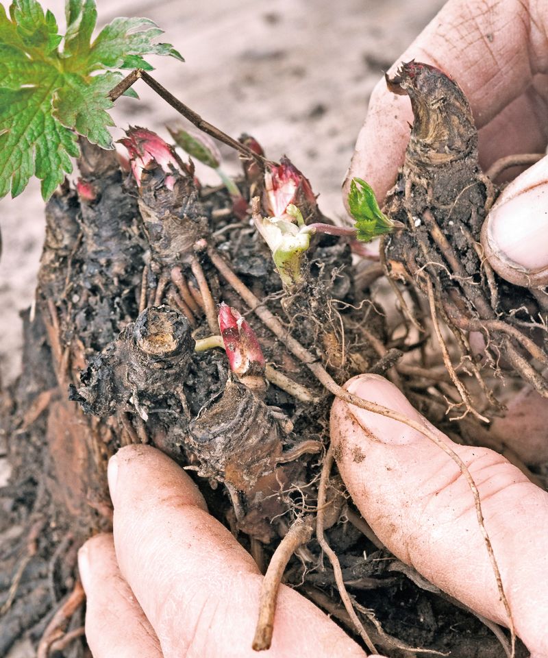 Plant at the Correct Depth