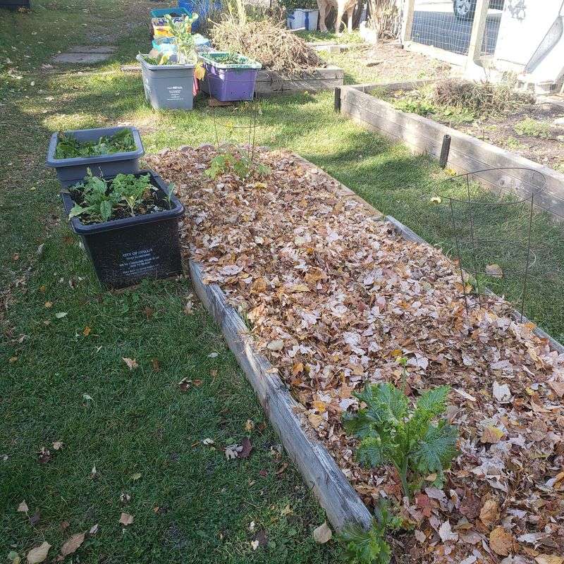 Leaves can build soil, but they are not a universal best