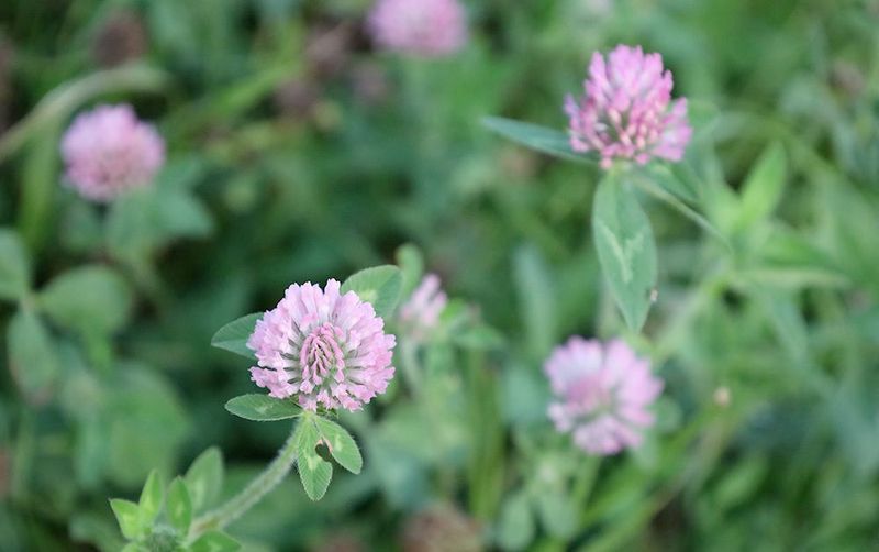 Protect People and Pollinators