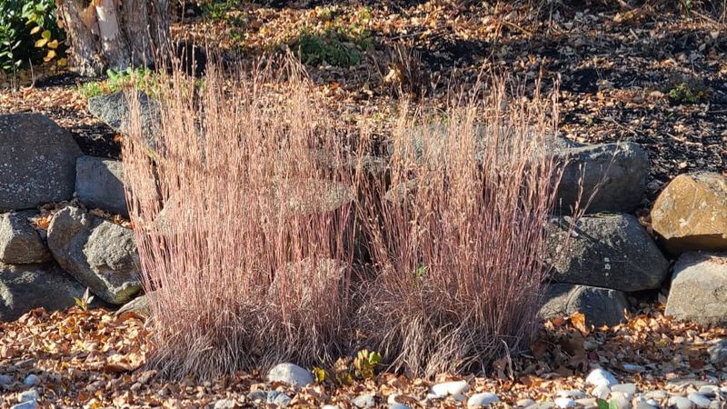 Leave the stems standing, then cut them back in late winter
