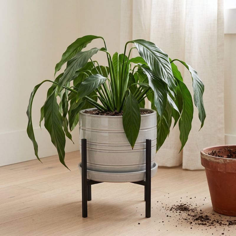 Hold fertilizer while the plant settles