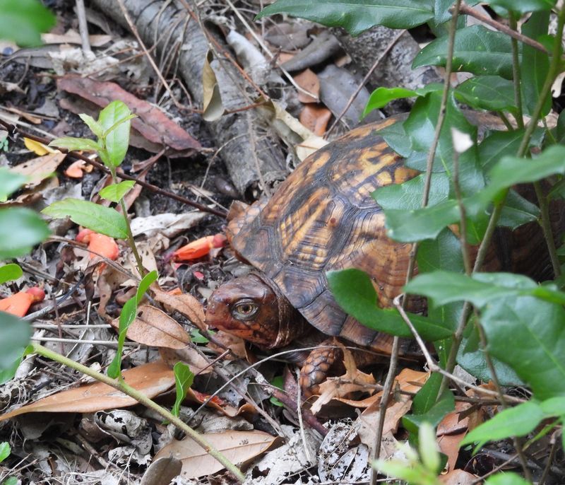 If you find a box turtle, leave it where it is