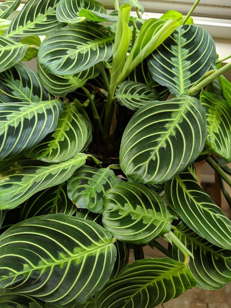 Keep Maranta soil moist, not waterlogged