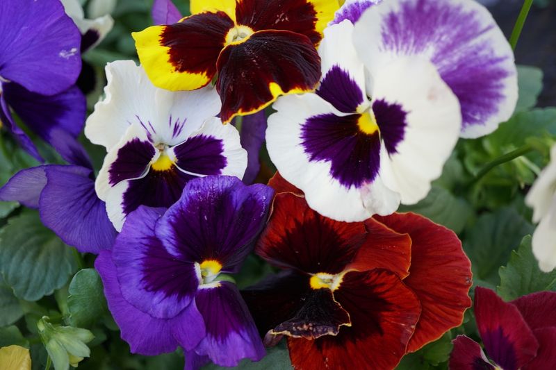 Pansies