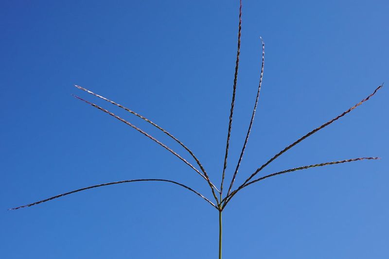 Crabgrass can set seed before frost