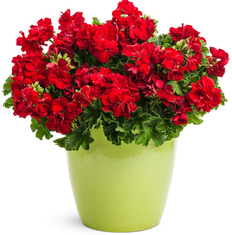 Never Fail Tip: Consistent Feeding With a Bloom-Boosting Fertilizer