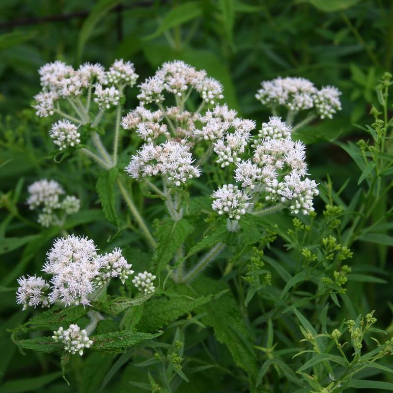 American Boneset (Eupatorium perfoliatum)