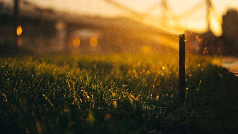 Switch To Deep, Infrequent Watering